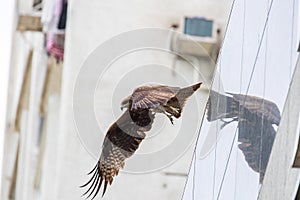 Bird in flight - Black Kite Milvus migrans