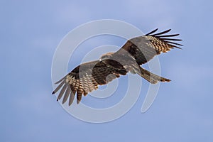 Bird in flight - Black Kite Milvus migrans