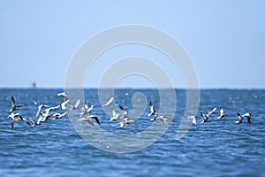 Bird in flight - Black-naped Tern Juvenile Sterna sumatrana