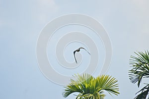 Bird on flight with blue sky and palm tree on background