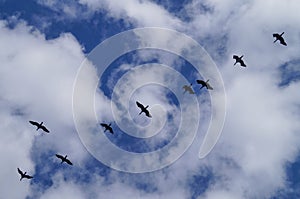 Bird in flight into the blue sky.