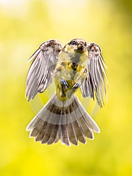 Bird in flight on bright green background