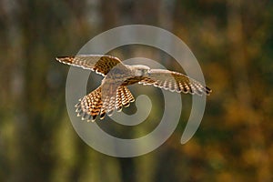 Bird in flight. Common kestrel, Falco tinnunculus, characteristically hovers above ground and searches for prey.