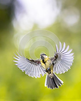 Bird in flight with copy space