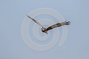 Bird in flight - Eastern Marsh Harrier