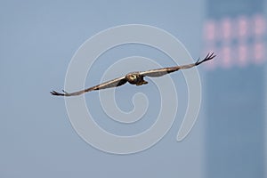 Bird in flight - Eastern Marsh Harrier
