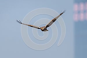Bird in flight - Eastern Marsh Harrier