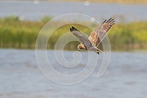 Bird in flight - Eastern Marsh Harrier Circus spilonotus