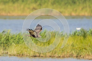 Bird in flight - Eastern Marsh Harrier Circus spilonotus