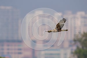 Bird in flight - Eastern Marsh Harrier Circus spilonotus