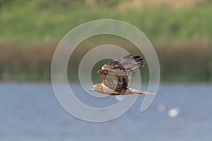 Bird in flight - Eastern Marsh Harrier Circus spilonotus