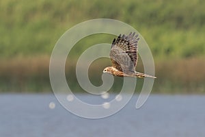 Bird in flight - Eastern Marsh Harrier Circus spilonotus