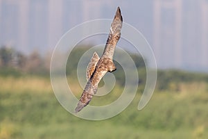 Bird in flight - Eastern Marsh Harrier Circus spilonotus