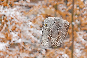 Bird in flight. Great Grey Owl, Strix nebulosa, flying in the forest, blurred autumn trees with first snow in background. Wildlife