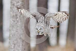 Bird in flight. Great Grey Owl, Strix nebulosa, flying in the forest, blurred autumn trees with first snow in background. Wildlife