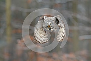 Bird in flight. Great Grey Owl, Strix nebulosa, flying in the forest, blurred autumn trees with first snow in background. Wildlife