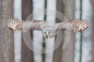 Bird in flight. Great Grey Owl, Strix nebulosa, flying in the forest, blurred autumn trees with first snow in background. Wildlife