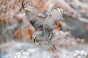 Bird in flight. Great Grey Owl, Strix nebulosa, flying in the forest, blurred autumn trees with first snow in background. Wildlife