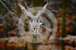 Bird in flight. Great Grey Owl, Strix nebulosa, flying in the forest, blurred autumn trees with first snow in background. Wildlife