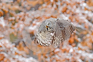 Bird in flight. Great Grey Owl, Strix nebulosa, flying in the forest, blurred autumn trees with first snow in background. Wildlife