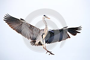 Bird flight. Grey Heron, Ardea cinerea, fly on the sky. Water bird in the forest lake in the nature habitat. Animal from Germany