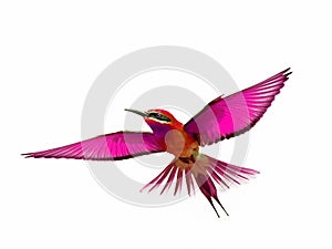 Bird in flight isolated on white background