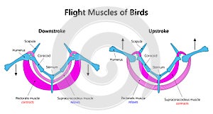 Bird Flight Muscles.