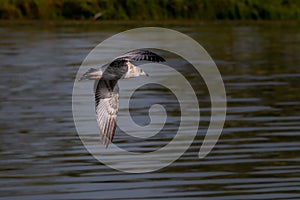 bird in flight over the lake