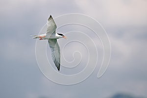 Bird in flight - Roseate Tern