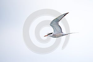 Bird in flight - Roseate Tern