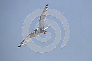 Bird in flight - Roseate Tern