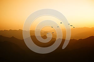 Bird in flight at sunset