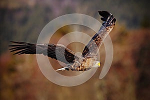 Bird flight White-tailed Eagle, Haliaeetus albicilla, birds of prey with forest in background