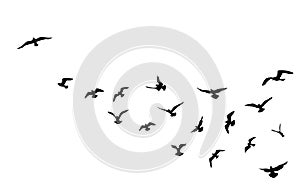 Bird flock flying over blue sky background. Animal wildlife.