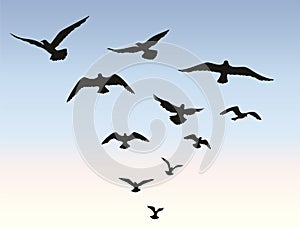 Bird flock flying over blue sky background. Animal wildlife