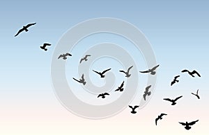 Bird flock flying over blue sky background. Animal wildlife.