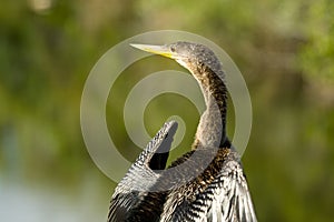 Bird in Florida Everglades