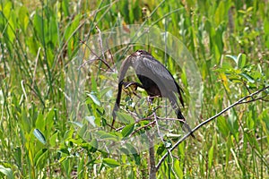 bird in the Florida swamps