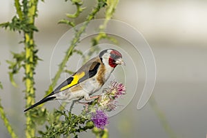 Bird on a flower