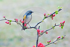 Bird and flower