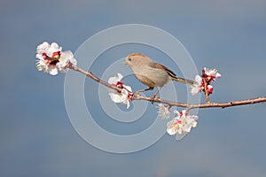 Bird and flower