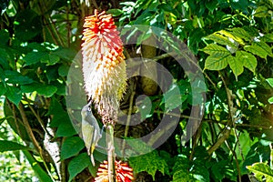 Bird on flower in Cirque de Salazie La Reunion island photo