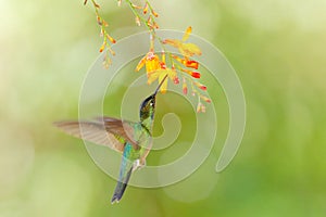 Bird with flower. Talamanca hummingbird, Eugenes spectabilis, in nature, Ecuador photo