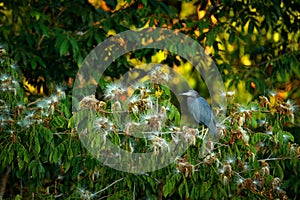 Bird in flowers bloom. Heron sitting on the branch. Little Blue Heron, Egretta caerulea, on the tree trunk, early morning light,