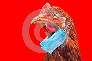 Bird flu H5N1 in China photo