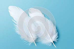 Bird fluffy blue white soft background wing feathers