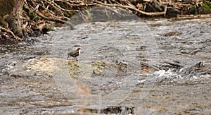 The bird in the fluvial rock photo