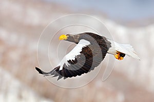 Bird fly above the hills. Japan eagle in the winter habitat. Mountain winter scenery with bird. Steller`s sea eagle, flying bird