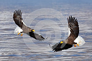Bird fly above the hills. Japan eagle in the winter habitat. Mountain winter scenery with bird. Steller`s sea eagle, flying bird