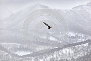 Bird fly above the hills. Japan eagle in the winter habitat. Mountain winter scenery with bird. Steller`s sea eagle, flying bird